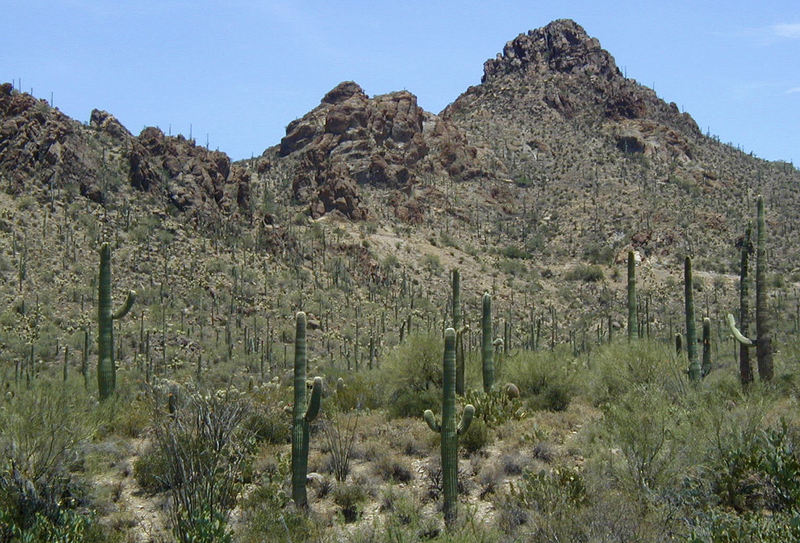 Image of Saguaro Cactus