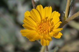 Plancia ëd Geraea canescens Torr. & A. Gray