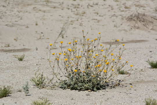 Image de Geraea canescens Torr. & A. Gray