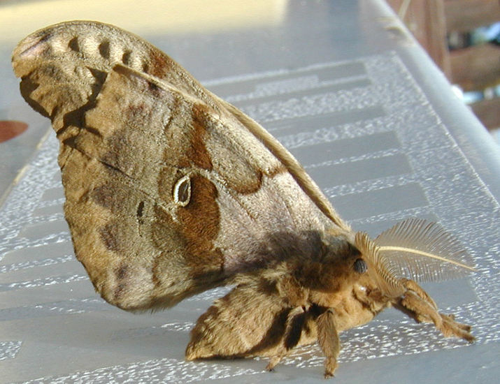 Image of Polyphemus Moth