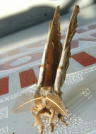 Image of Polyphemus Moth