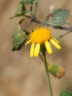 Image of Perityle leptoglossa Harv. Gray ex A. Gray