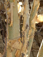 Image of fragrant bursera