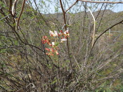 Image of rosary babybonnets