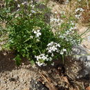 Image of rockmustard