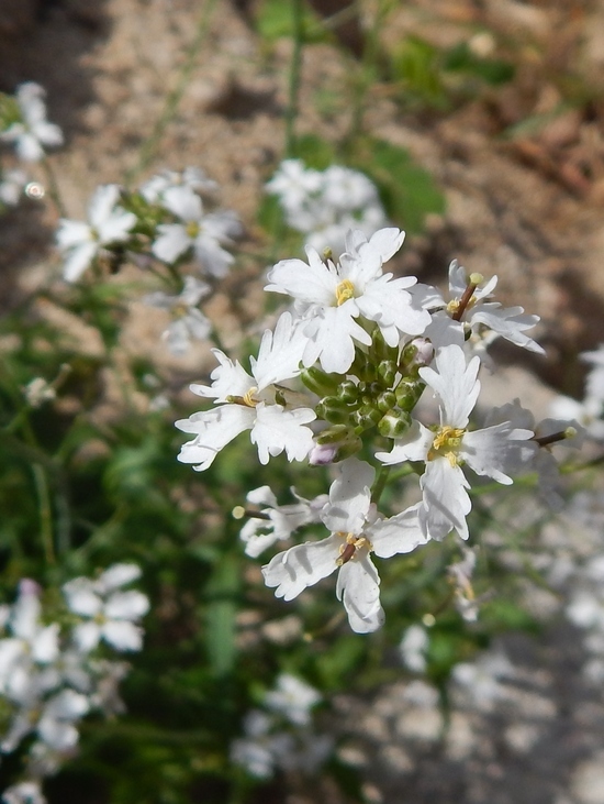 Plancia ëd Dryopetalon runcinatum A. Gray