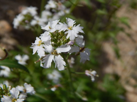 Plancia ëd Dryopetalon runcinatum A. Gray