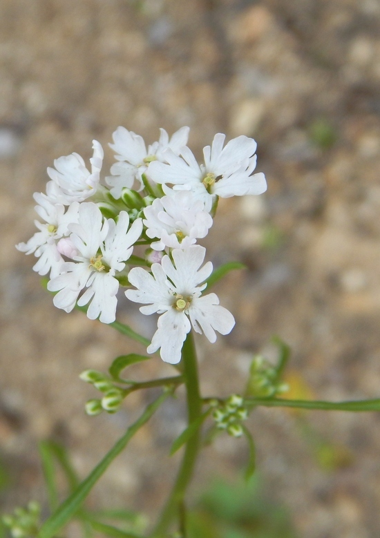 Plancia ëd Dryopetalon runcinatum A. Gray