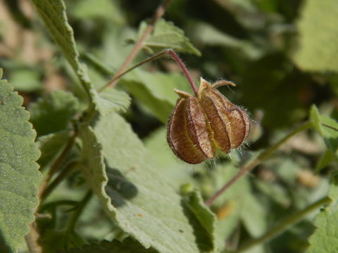 Imagem de Herissantia crispa (L.) Briz.