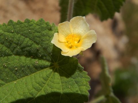 Imagem de Herissantia crispa (L.) Briz.