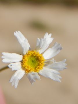 Perityle microglossa var. saxosa (Brandeg.) Powell resmi