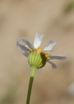 Image of Perityle microglossa var. saxosa (Brandeg.) Powell