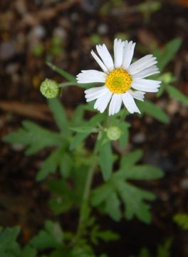 Perityle microglossa var. saxosa (Brandeg.) Powell resmi