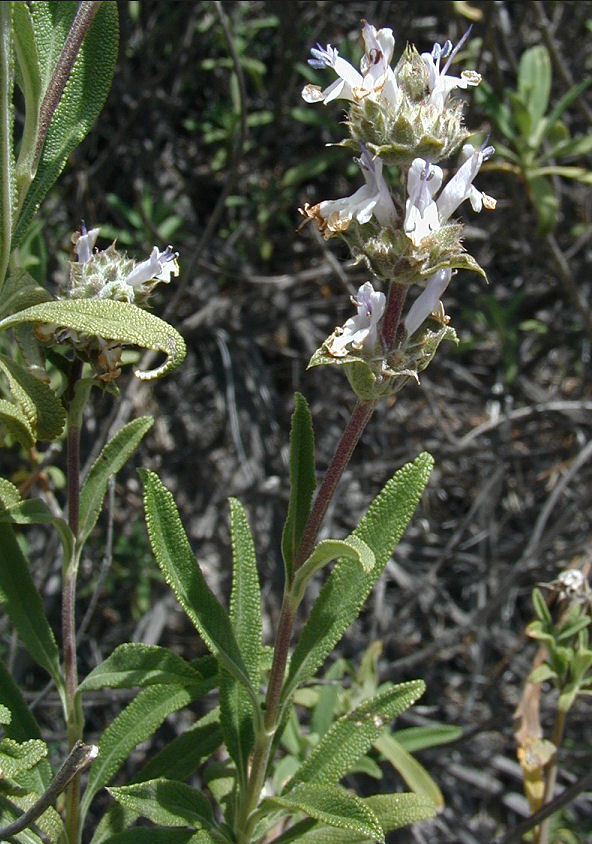 Image of black sage