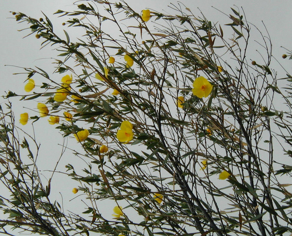 Image of tree poppy