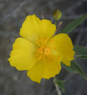 Image of tree poppy