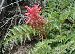 Слика од Pedicularis densiflora Benth.