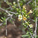 Image of Arizona desert-thorn