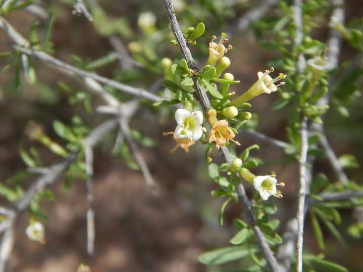 Image of Arizona desert-thorn