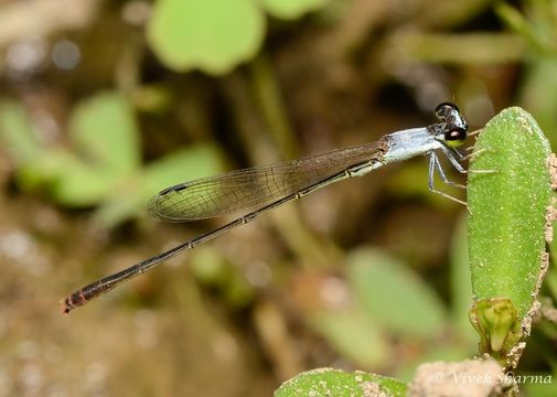 Image of Agriocnemis femina (Brauer 1868)