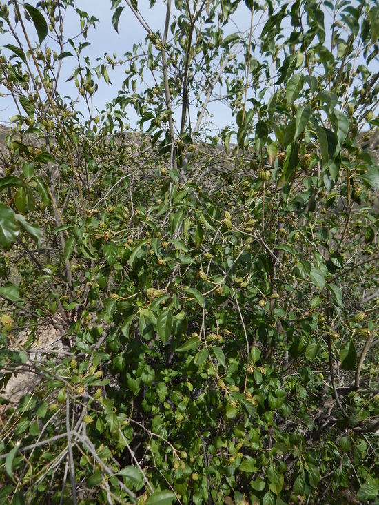 Image of Hintonia latiflora (Sessé & Moc. ex DC.) Bullock