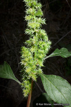 Amaranthus powellii S. Wats. resmi