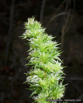 Imagem de Amaranthus powellii S. Wats.