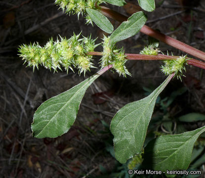 Imagem de Amaranthus powellii S. Wats.