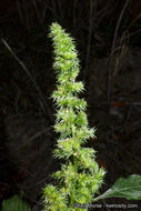 Imagem de Amaranthus powellii S. Wats.