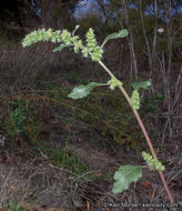 Amaranthus powellii S. Wats. resmi