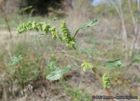 Amaranthus powellii S. Wats. resmi