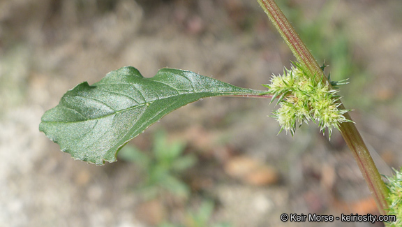 Imagem de Amaranthus powellii S. Wats.