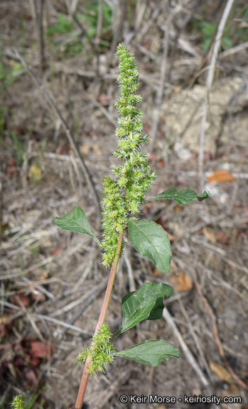 Imagem de Amaranthus powellii S. Wats.