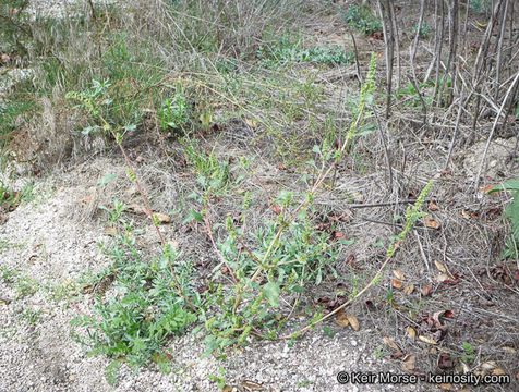 Image of Powell's amaranth