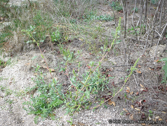 Imagem de Amaranthus powellii S. Wats.