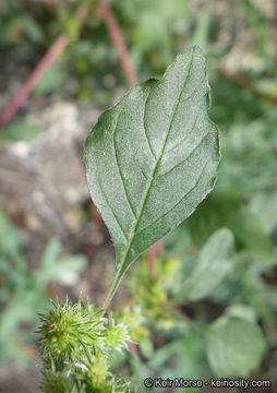 Image of Powell's amaranth