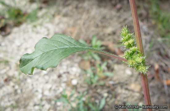 Image of Powell's amaranth