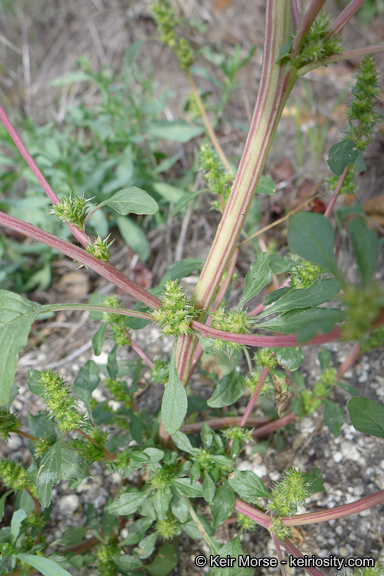 Amaranthus powellii S. Wats. resmi