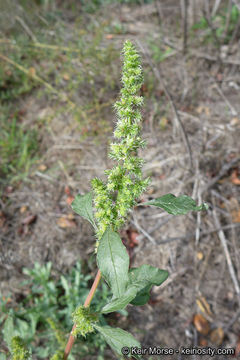 Imagem de Amaranthus powellii S. Wats.