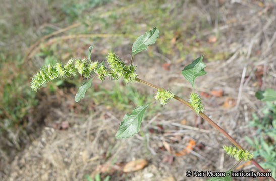 Image of Powell's amaranth