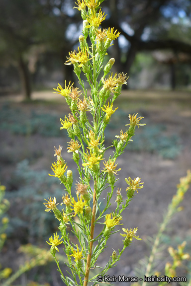 Imagem de Ericameria pinifolia (A. Gray) H. M. Hall