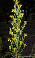Imagem de Ericameria pinifolia (A. Gray) H. M. Hall