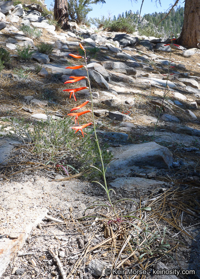 Sivun Penstemon labrosus (A. Gray) Mast. ex Hook. fil. kuva