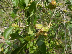 Image of Hintonia latiflora (Sessé & Moc. ex DC.) Bullock