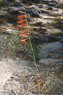 Sivun Penstemon labrosus (A. Gray) Mast. ex Hook. fil. kuva