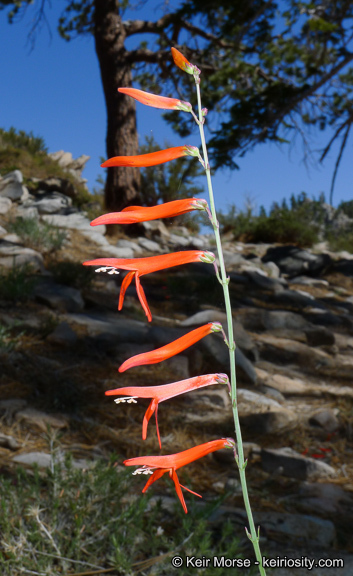 Sivun Penstemon labrosus (A. Gray) Mast. ex Hook. fil. kuva