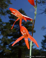 Sivun Penstemon labrosus (A. Gray) Mast. ex Hook. fil. kuva