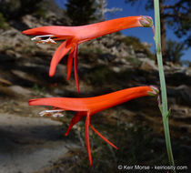 Sivun Penstemon labrosus (A. Gray) Mast. ex Hook. fil. kuva