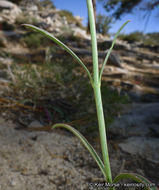 Sivun Penstemon labrosus (A. Gray) Mast. ex Hook. fil. kuva