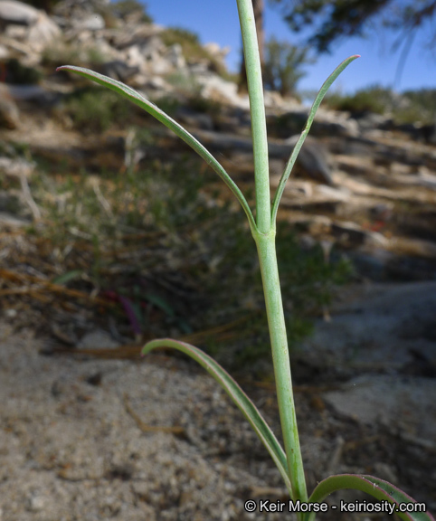 Sivun Penstemon labrosus (A. Gray) Mast. ex Hook. fil. kuva